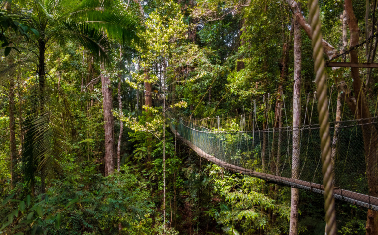 Longest canopy walkway in Taman Negara National Park