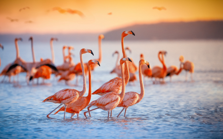 Flamingos are a frequent visitior at the Shivrajpur Beach, Gujarat