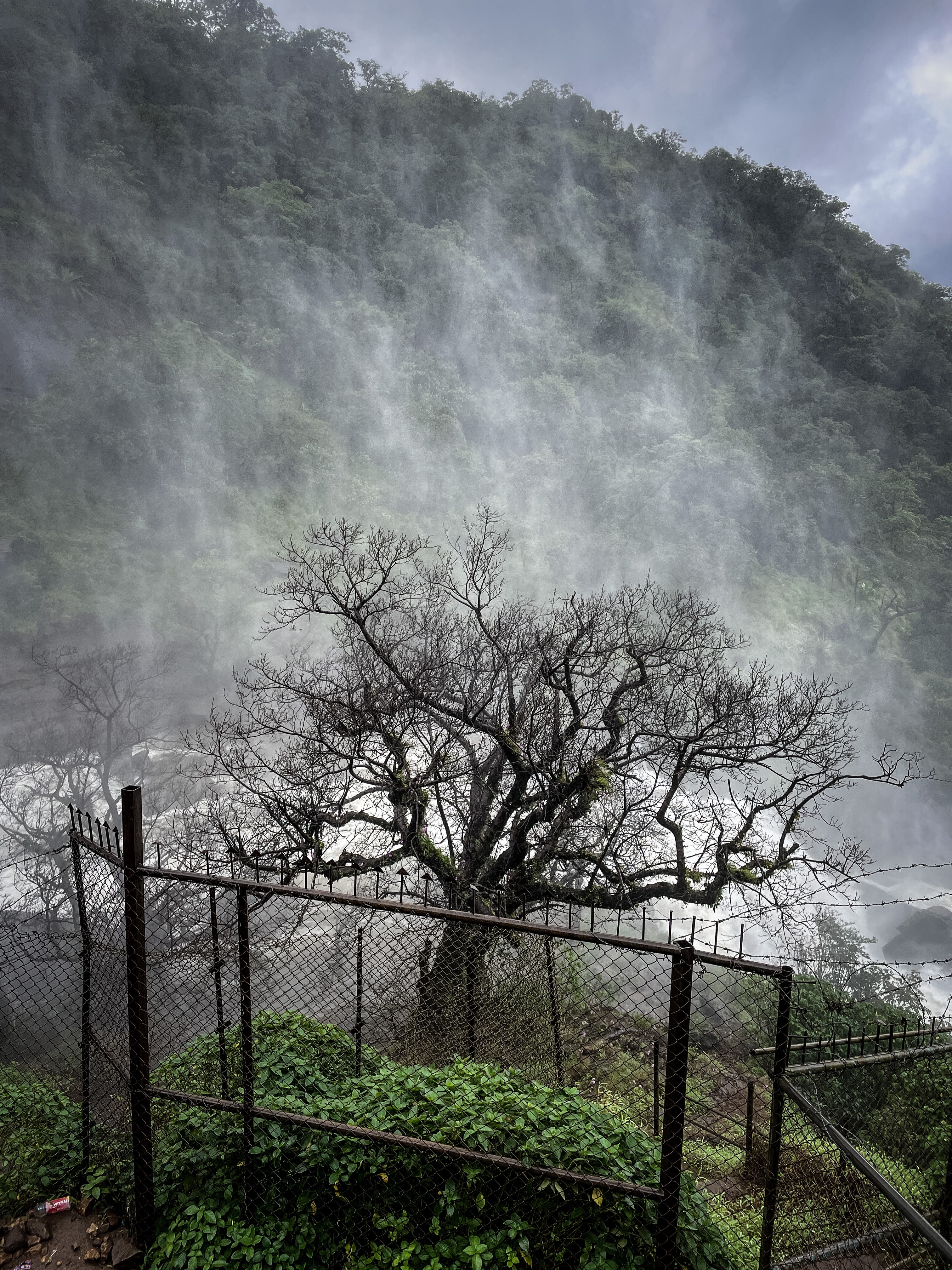 Milky-white waters of Mallalli Waterfall