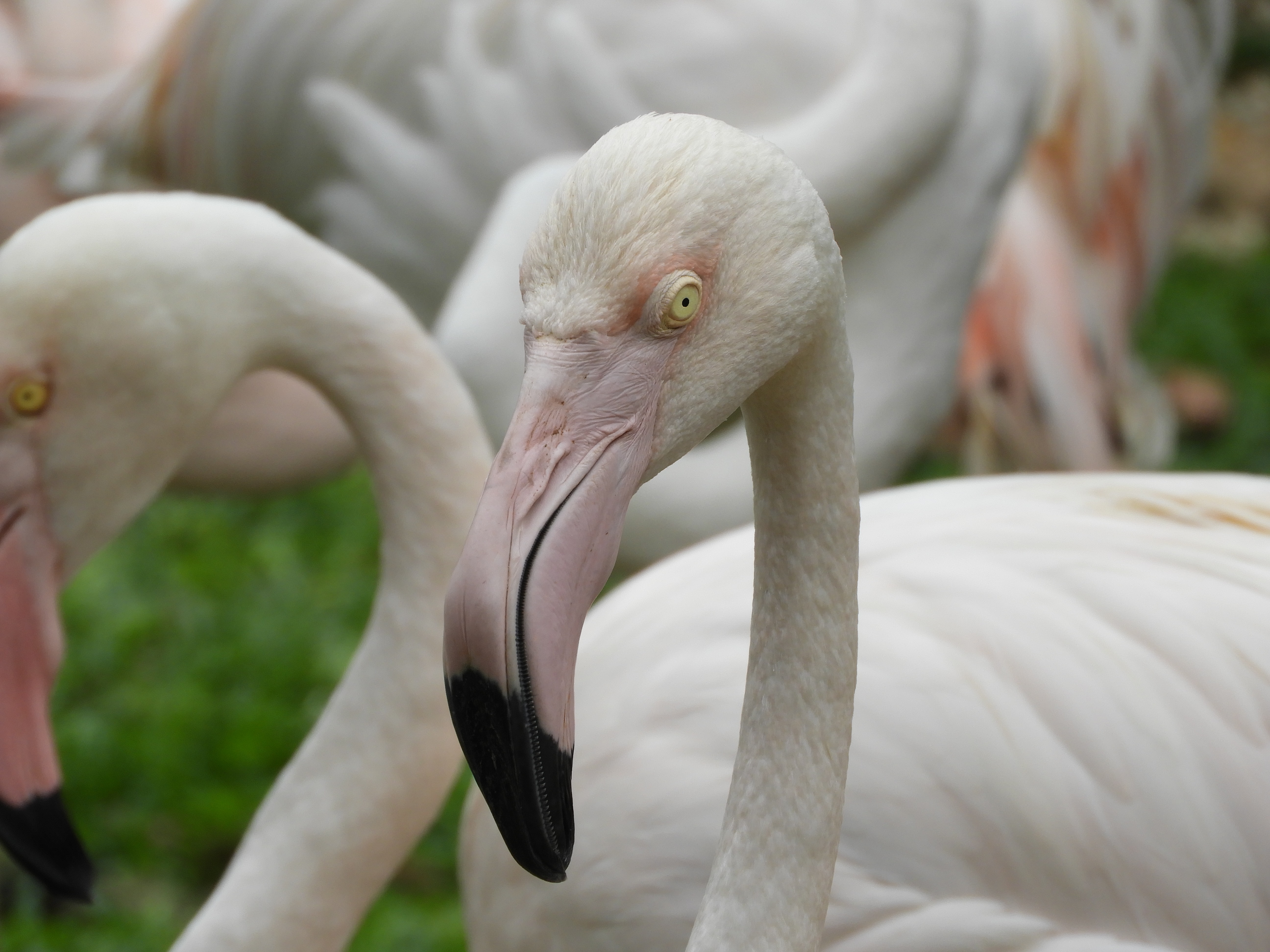 Not all flamingos are brightly colored, some are grey or white.
