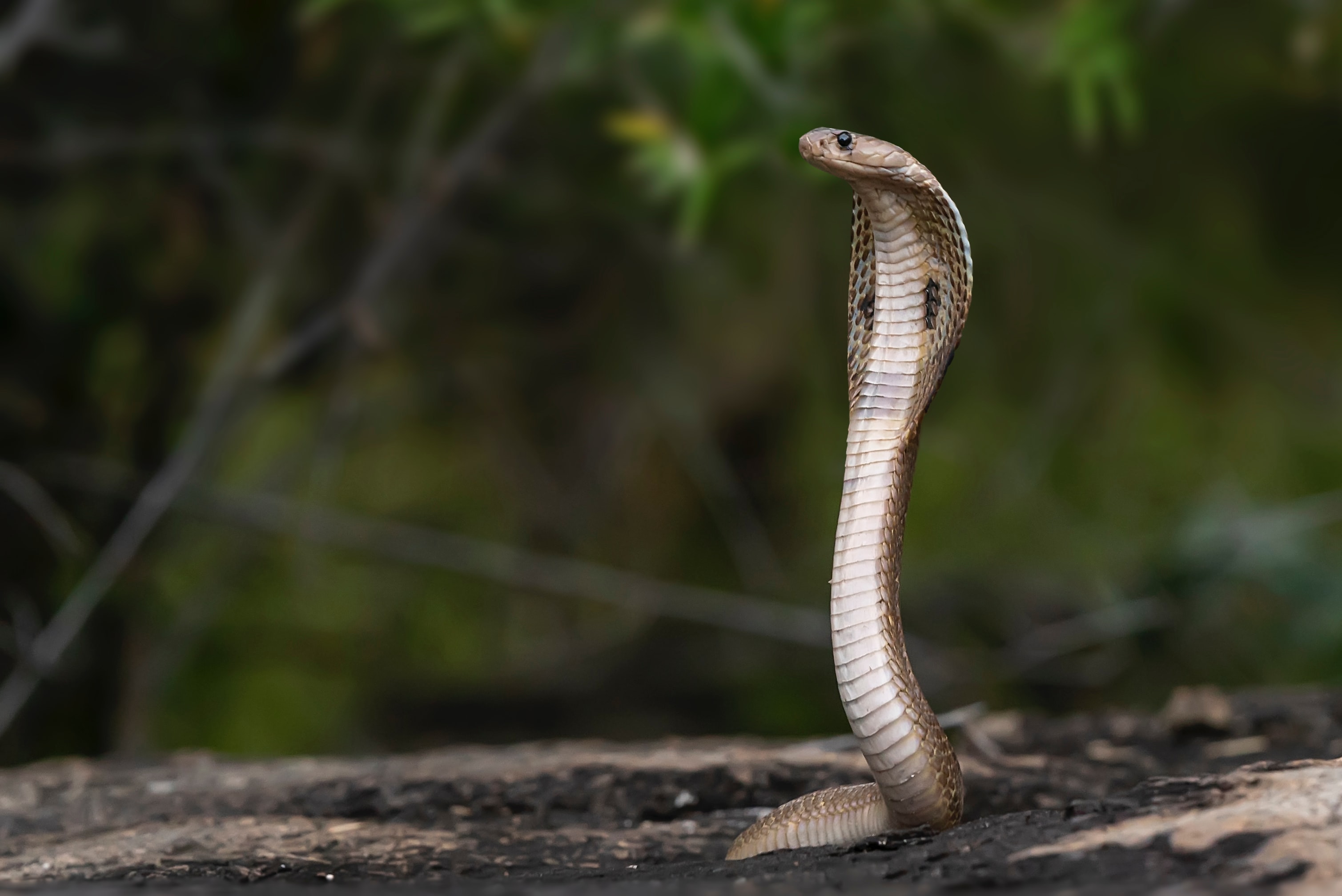 A venomous Cobra