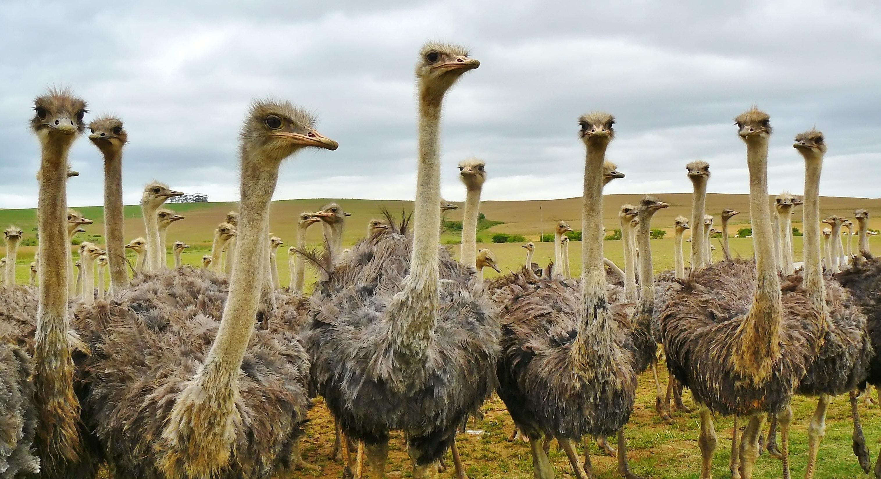 A herd of ostriches spotted while on a safari