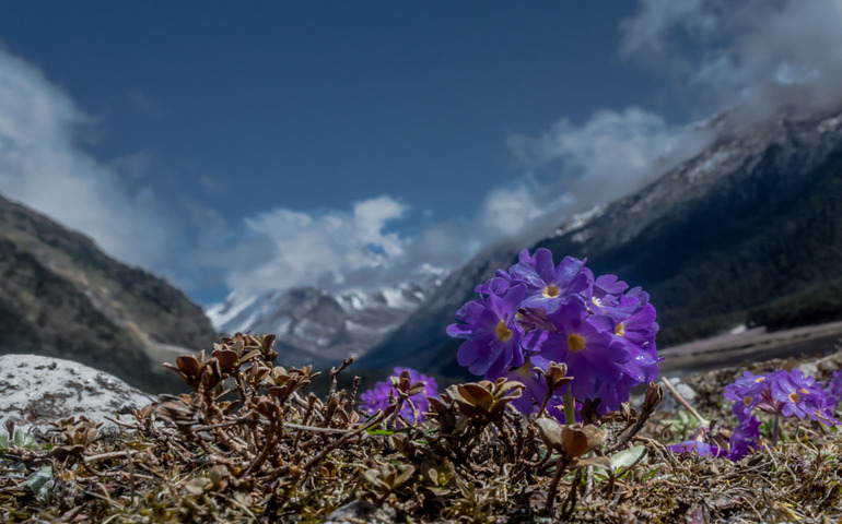 Purple flowers at Yumthang
