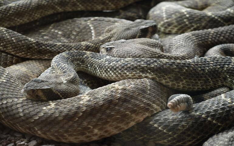 Deadly Snake Island of Brazil
