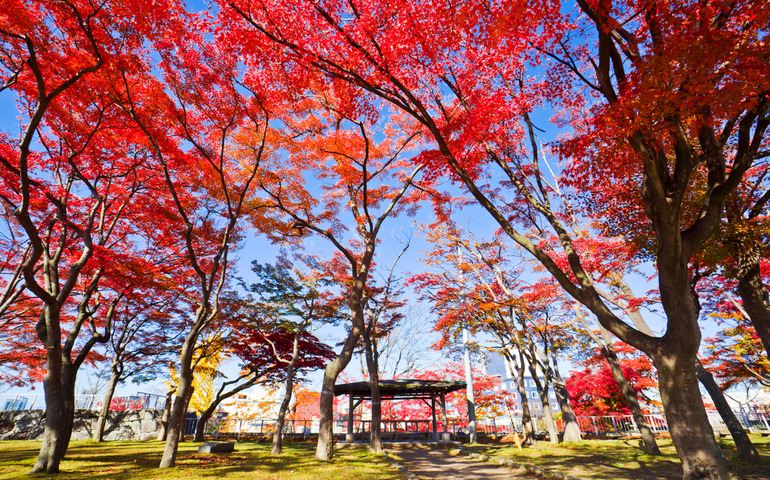 Autumn in Morioka Castle Site Park
