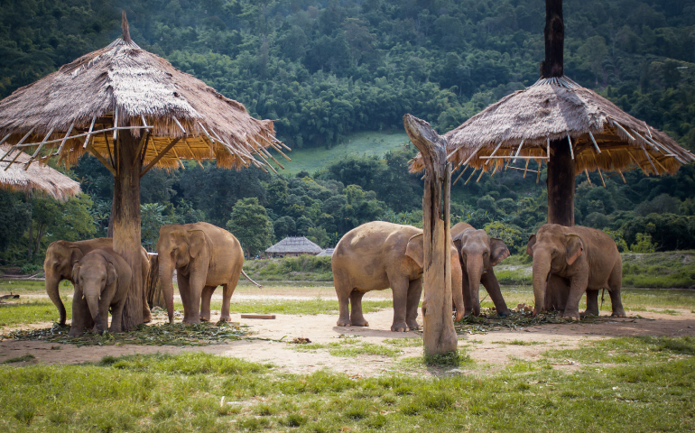 Elephants in the Nature Park in Chiang Mai