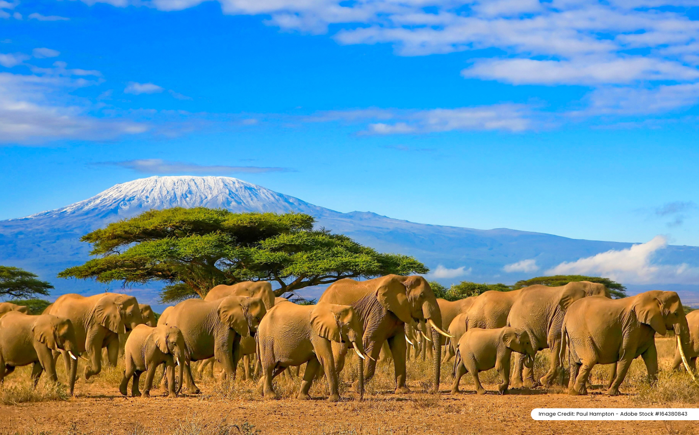 World Elephant Day 2023: International Destinations For Amazing Elephant Sanctuaries