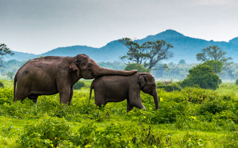 Elephants, Minneriya National Park, Sri Lanka