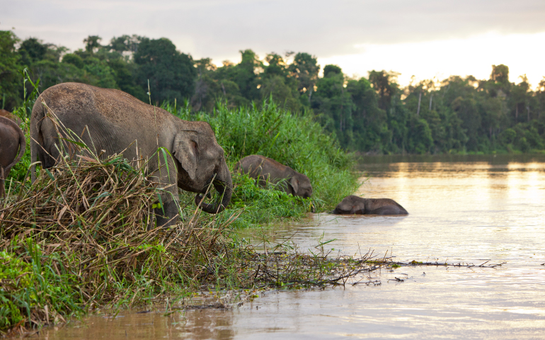 Pygmy Elephants on the Kinabatangan River, Sabah