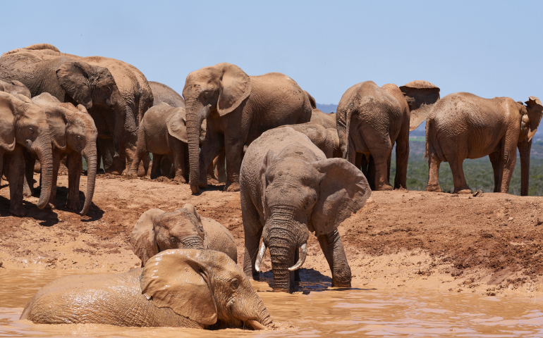 African elephants bathing at a muddy waterhole in Addo Elephant National Park, Western Cape, South Africa