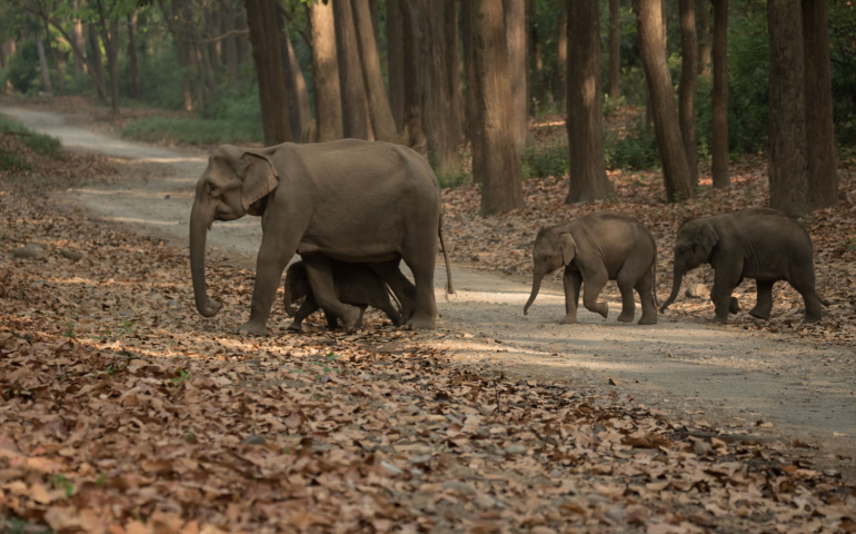 mother and baby elephant -Jim corbett national park-Uttarakhand