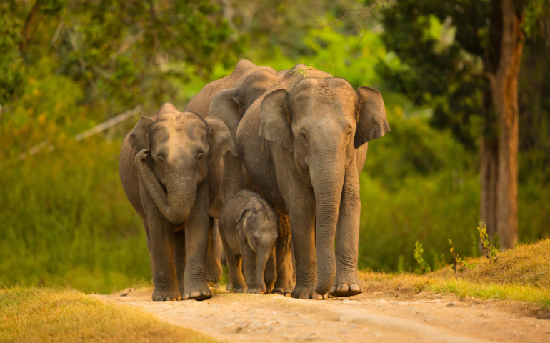 Elephant family in the Bandipur National Park