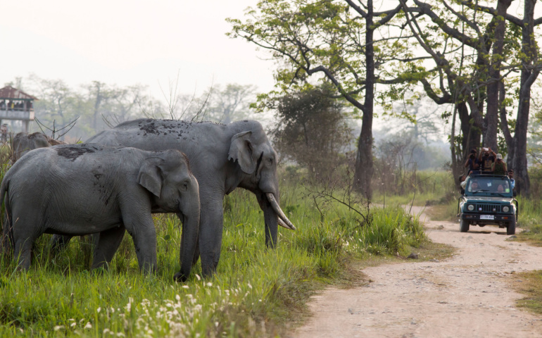 Asian Elephant waiting to cross the tourist route in Kaziranga National Park Assam