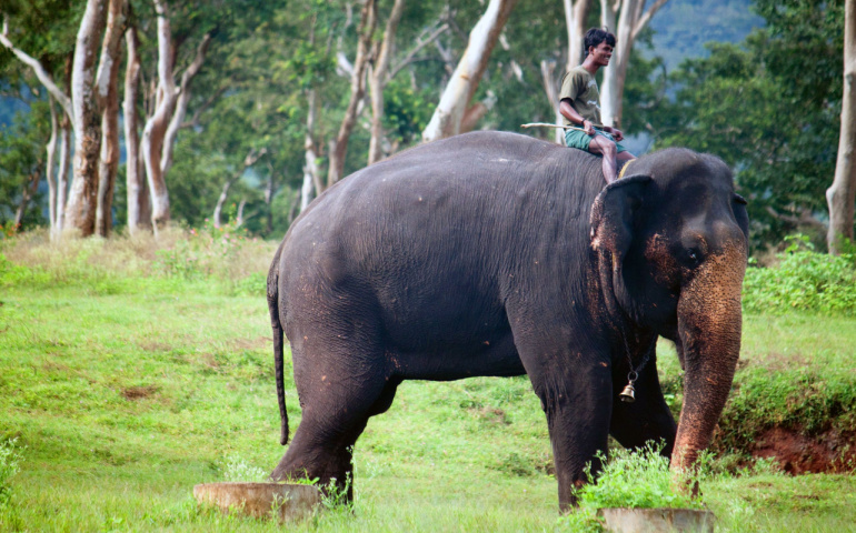 Mahout rides an elephant at Mudumalai National Park