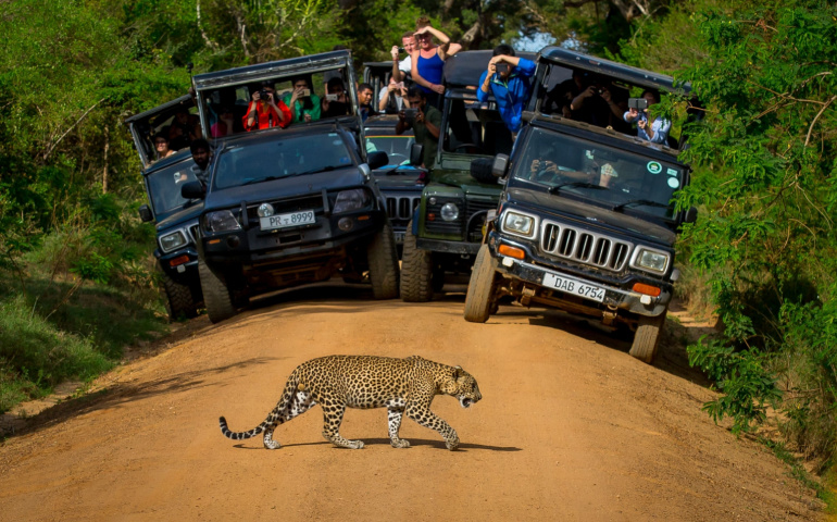 Leopard crossing the road in front of audience