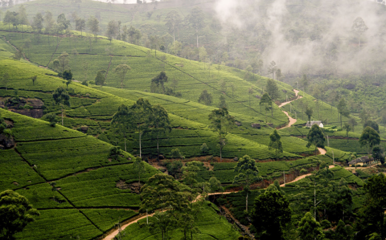 green tee terrasses in the highland from Sri Lanka in fog near Nuwara Eliya