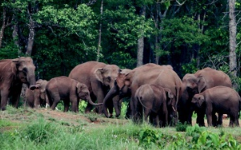 Mayurbhanj Elephant Reserve in odisha