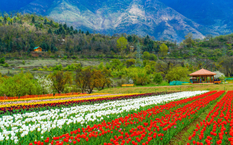 Tulip Garden in the valley of Kashmir
