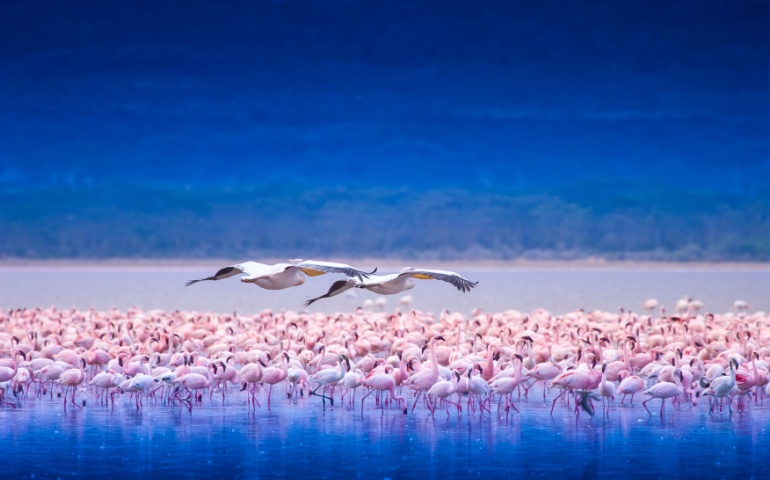 Thousands of Pink Flamingos flocking to Lake Nakuru