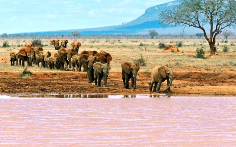 Elephants at Tsavo National Park in Kenya