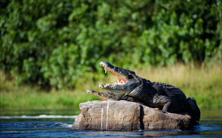 Unique Crocodiles at Lake Turkana
