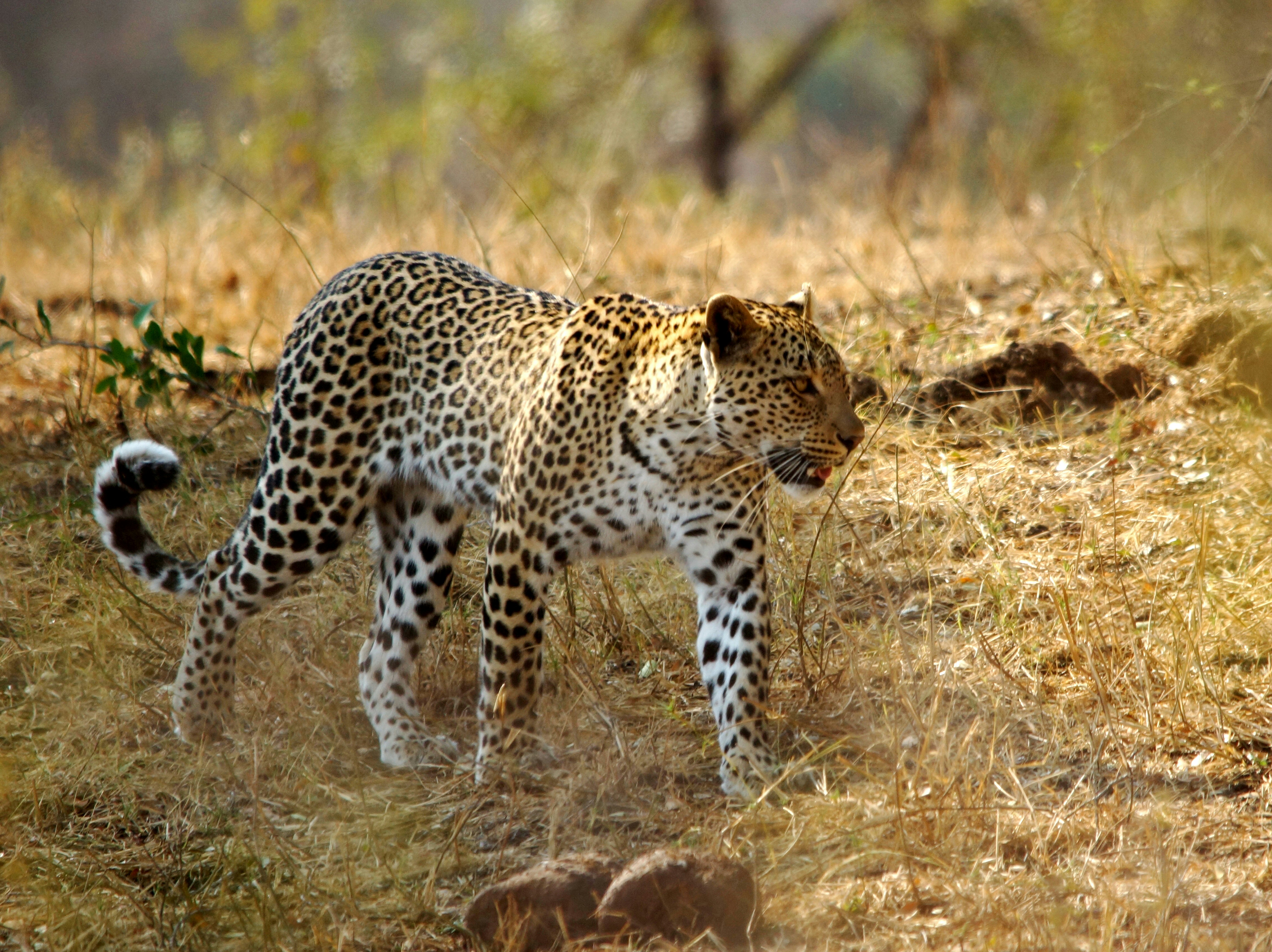 A leopard in Kruger National Park