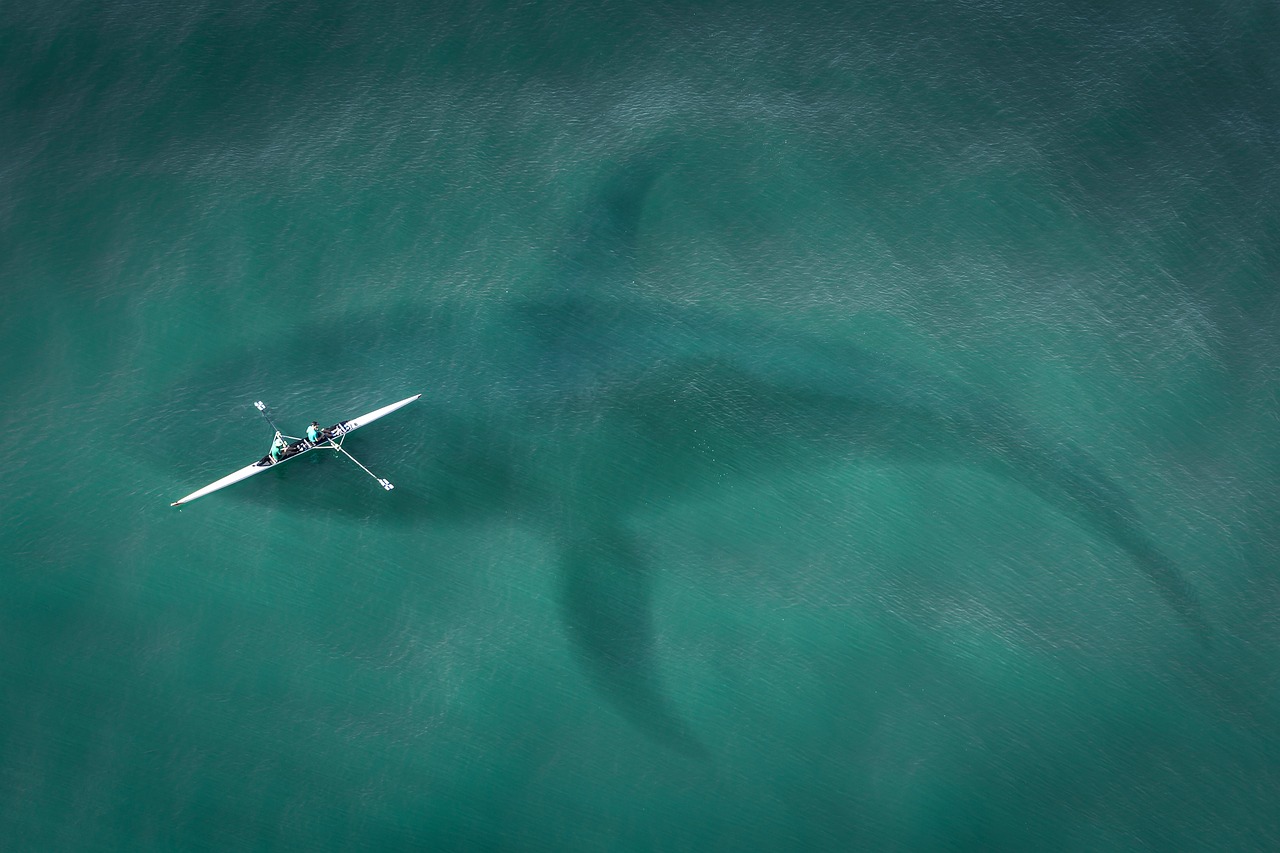 A boat on the shadow of a whale in the ocean