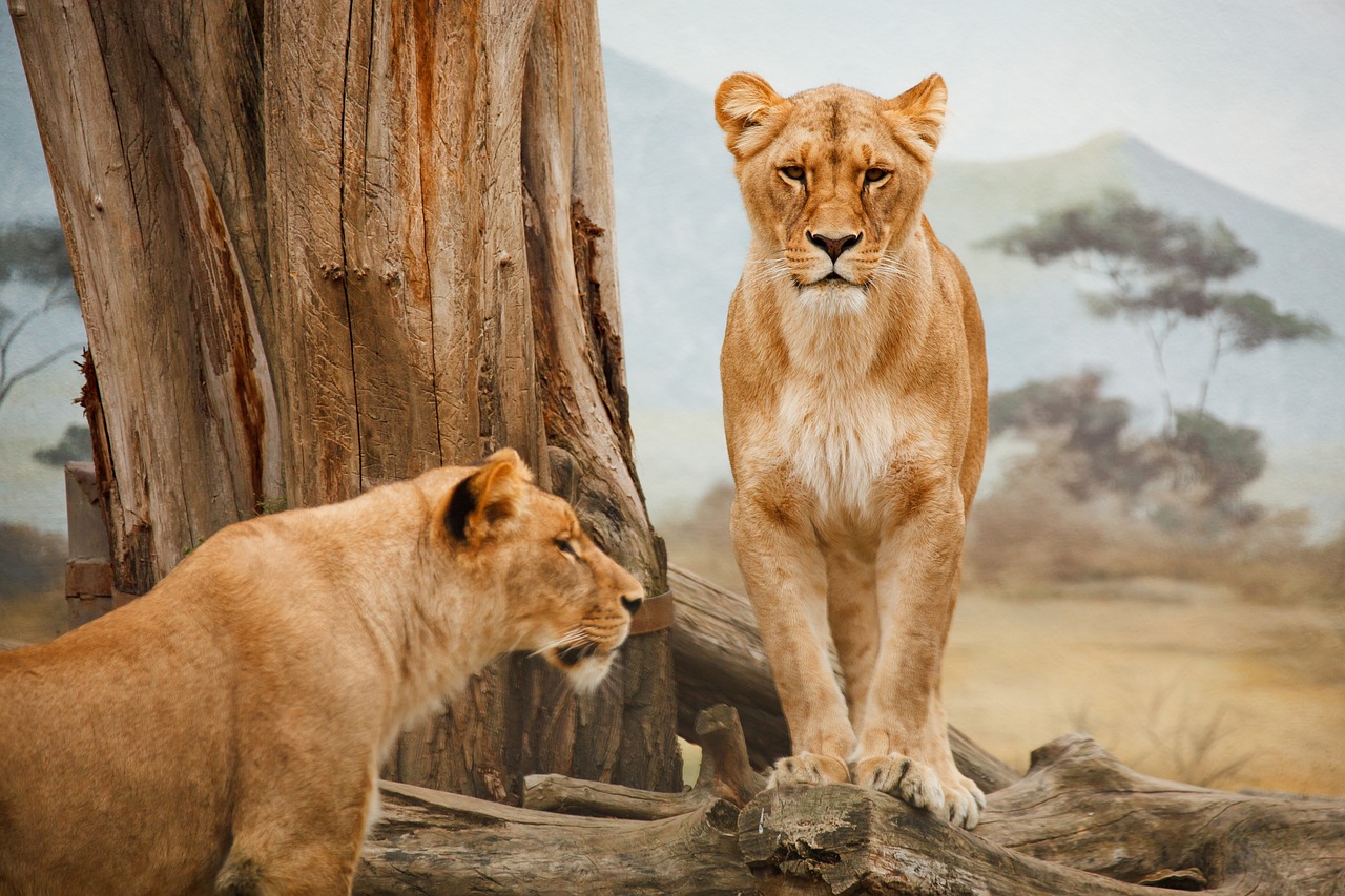 Two lionesses sitting under the tree