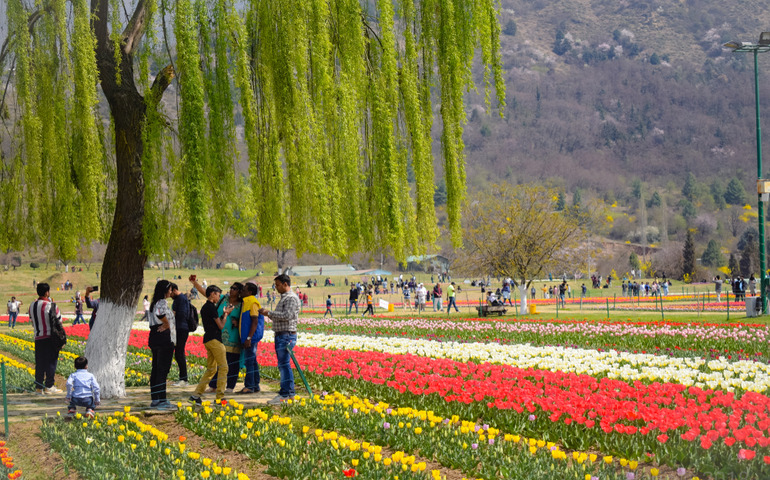 Tulip Garden, Kashmir