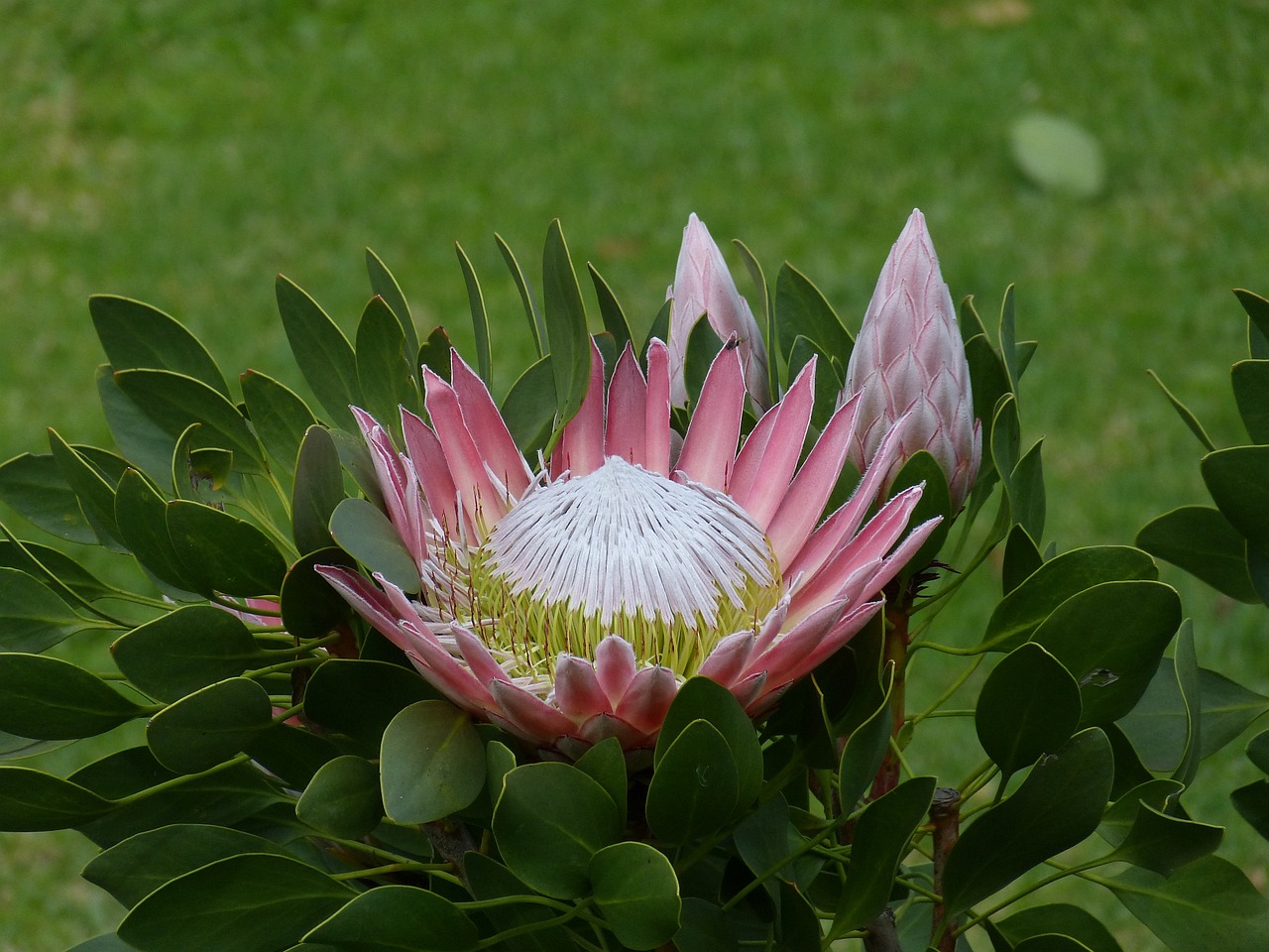 A unique pink beautiful flower