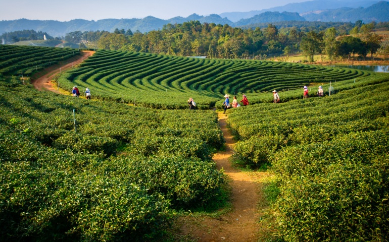 Tea plantation in Darjeeling.
