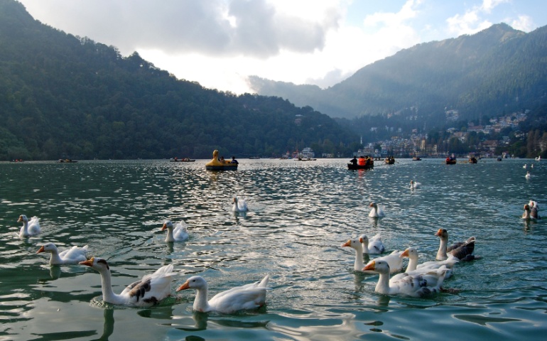 Ducks in the Nainital Lake