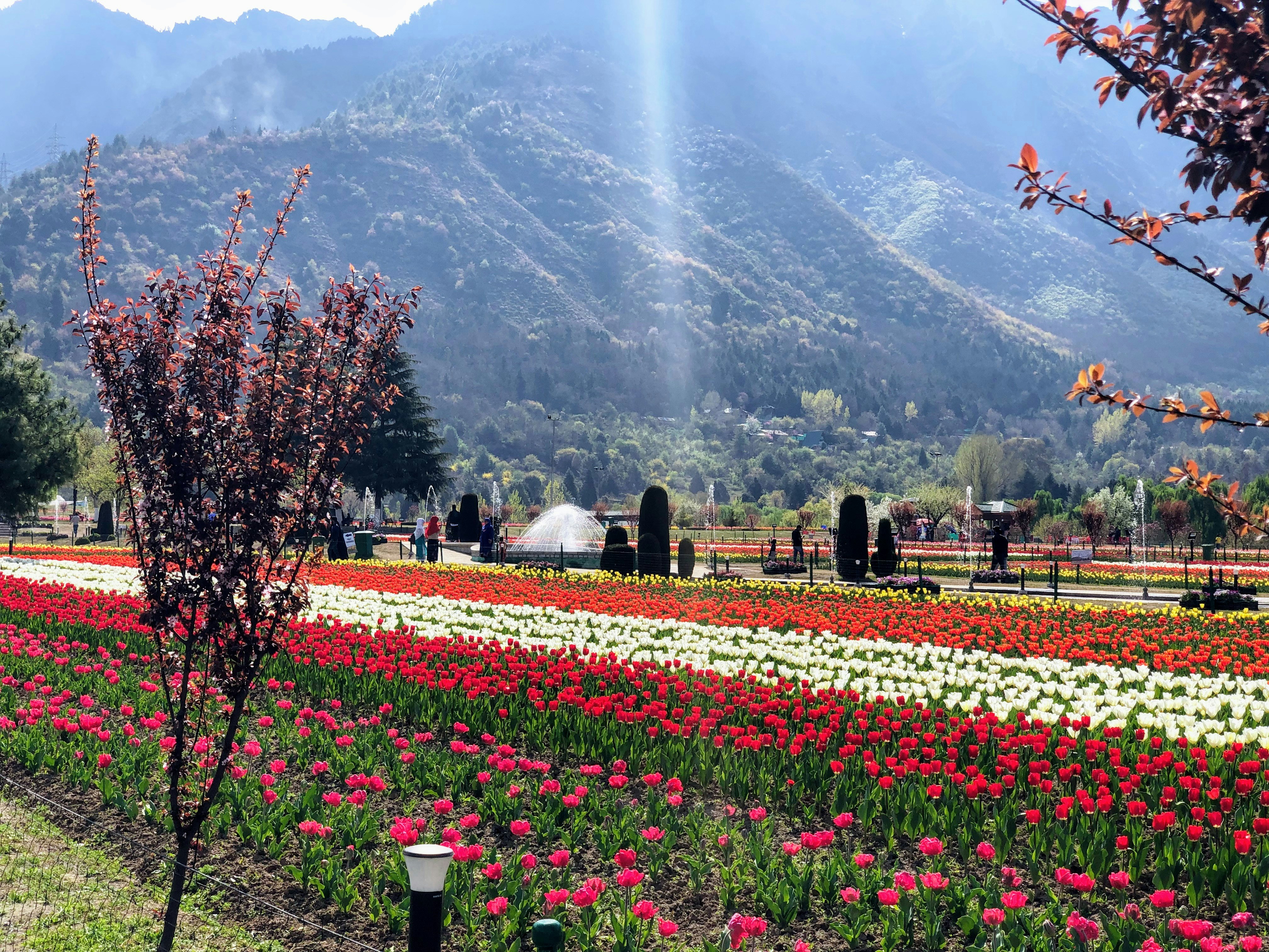 The beautiful Indira Gandhi Memorial Tulip Garden