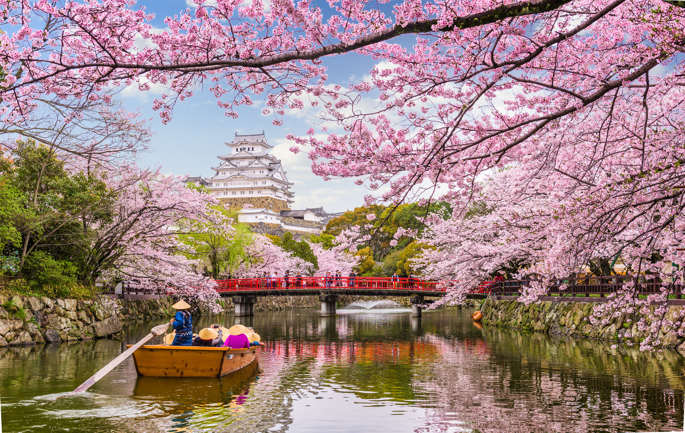 Travel news- Japan cherry blossom