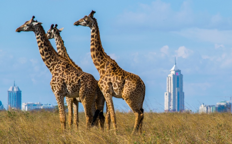 Kenya Itinerary- Nairobi National Park