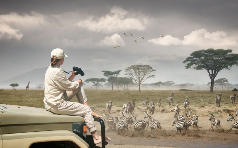 Woman tourist on safari in Africa, watching zebras. Adventure and wildlife exploration in Kenya.
