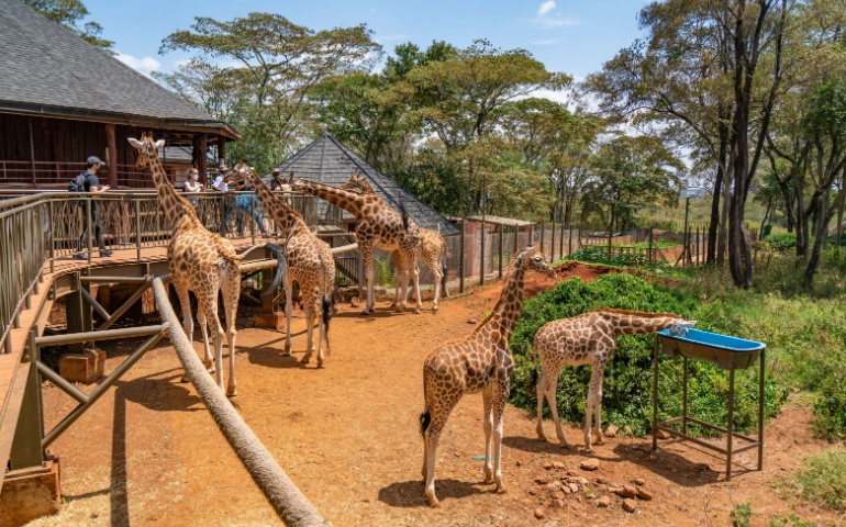 A small herd of Rotschild's giraffes in a conservation center.
