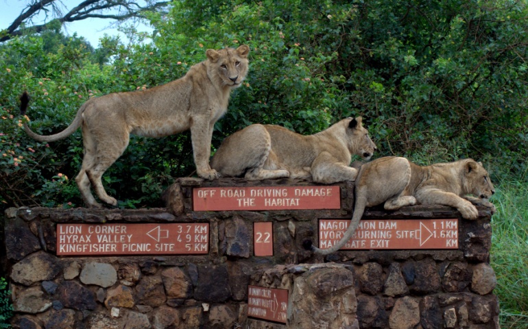 Three Female Lions on a sign post at Nairobi National Park.
