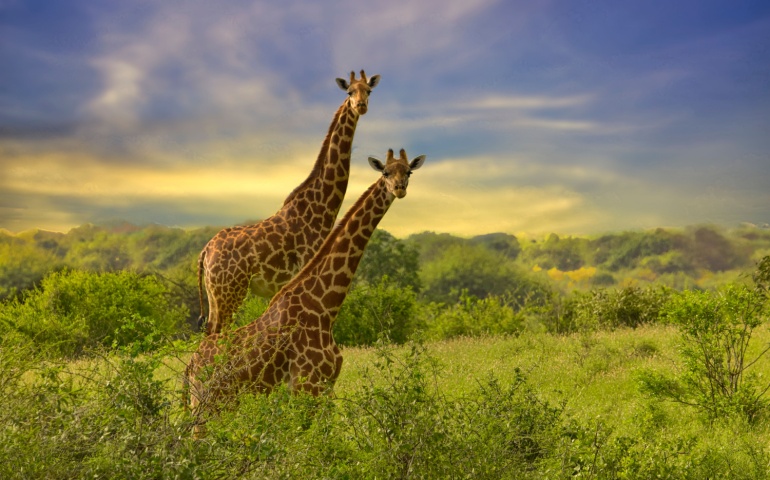 Giraffes in the Tsavo National Park in Kenya.