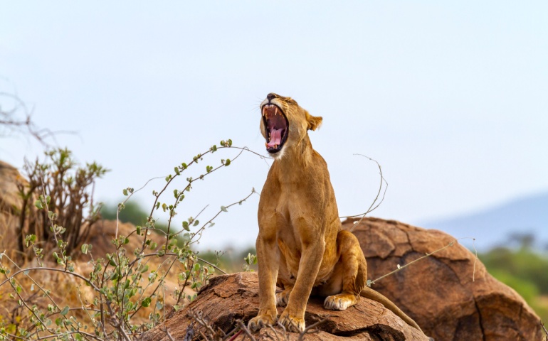 Lioness Lion "Panthera Leo" in Samburu National Reserve, Kenya.
