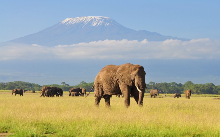 Elephant Standing at Amboseli national park with Kilimanjaro Background.
