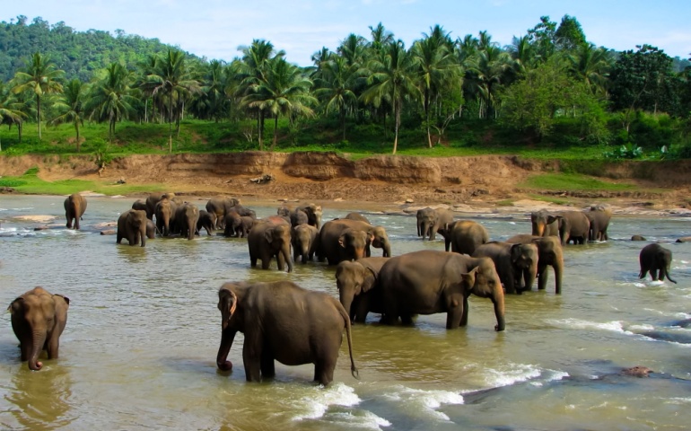 A group of Elephants walking through a river, Pinnawala Elephant Orphanage in Sri Lanka