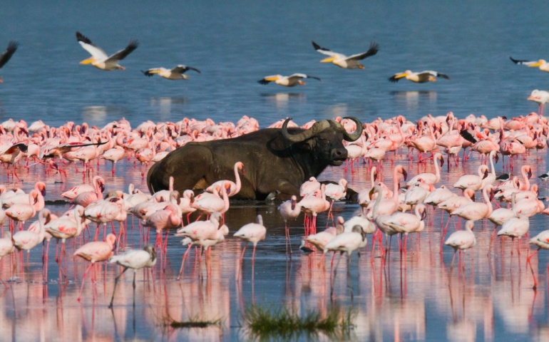 Buffalo along with big flocks of flamingos in Lake Nakuru National Park 
