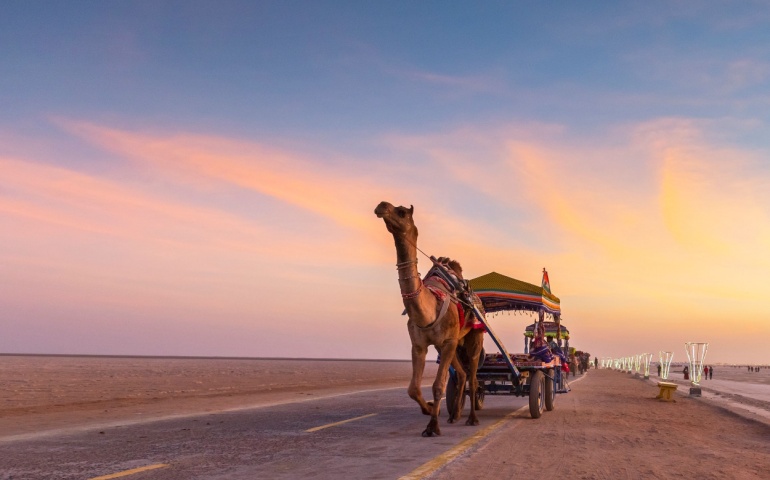 A Camel cart at Rann of Kutch