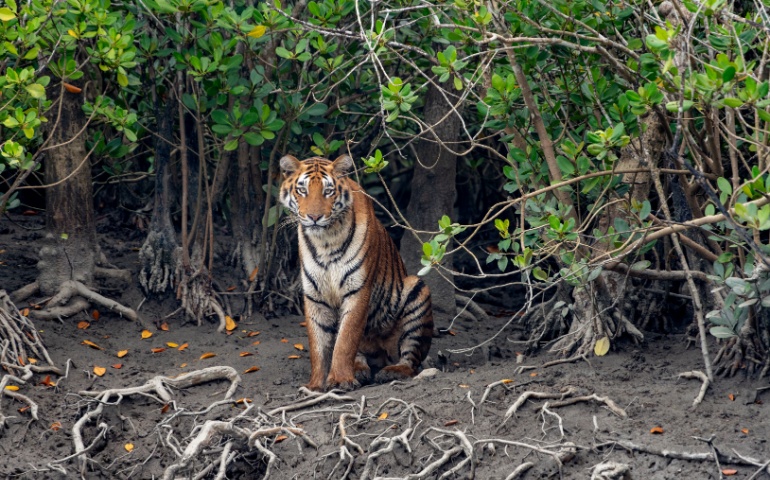 Bengal Tiger hiding in the mangroves of Sundarbans