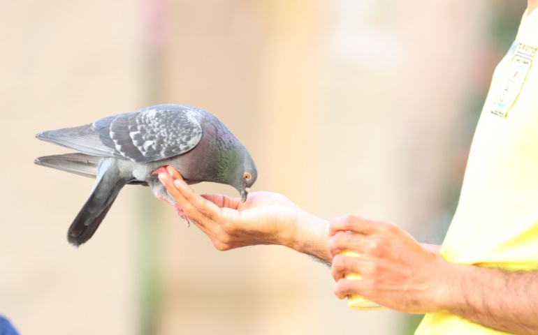 Man feeding pigeon