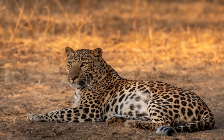 Portrait photograph of a Leopard