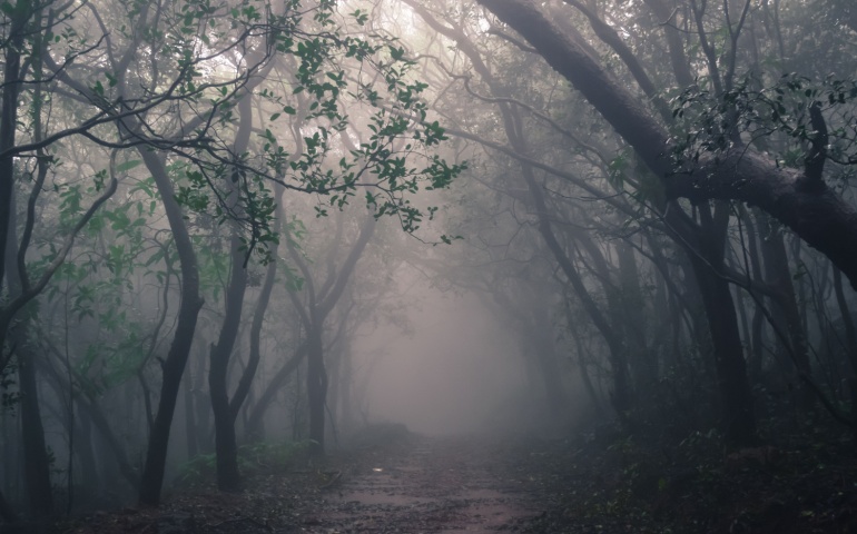 The forests of Matheran in monsoon season