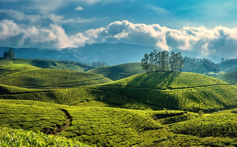 Munnar tea plantations