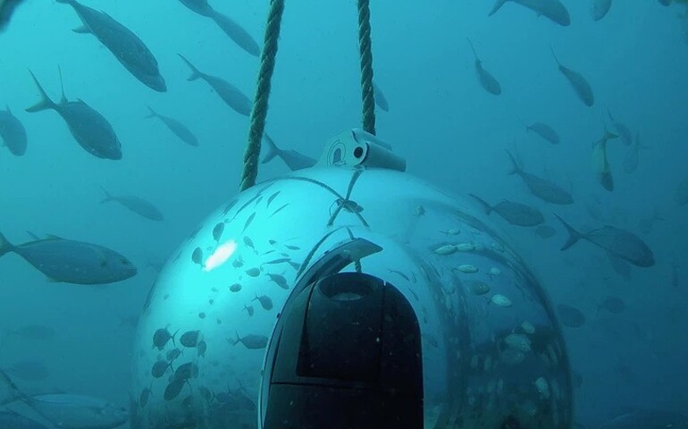 Underwater shark camera